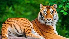 Wallpapers Of Animals by Animals Wallpaper Hd Pixelstalk Net Wallpapers Of Animals