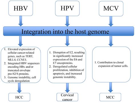 Viral Carcinogenesis: Factors Inducing DNA Damage and Virus Integration