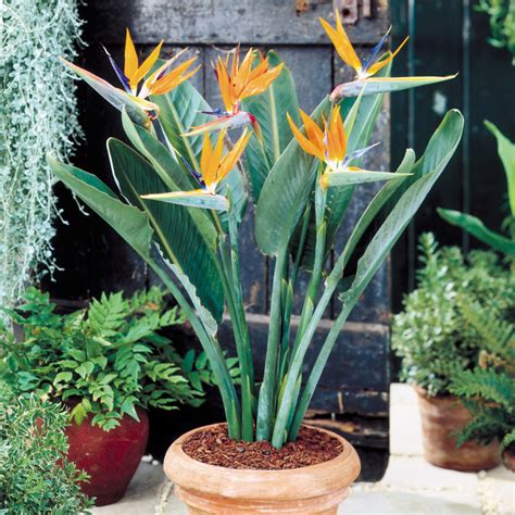 Buy Bird of Paradise Plants | J Parker Dutch Bulbs