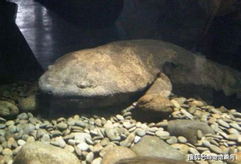 全球“最大”娃娃鱼，被称为张家界的守护神兽，现在已经200岁了_生活
