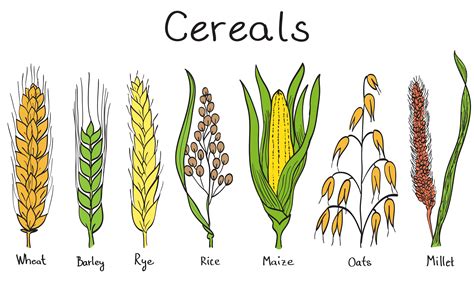 Cereal Grains Simple Definition at Krystle Sapp blog