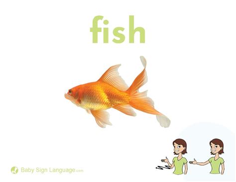 Catch Flash Card 的图像结果