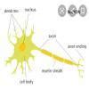 write two difference between axon and dendrite - Brainly.in