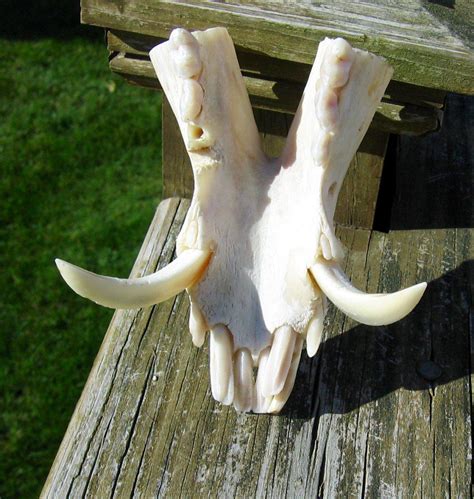 Wild Boar Tusks Skull