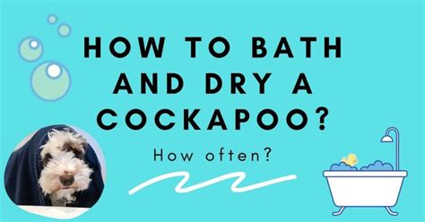 Image result for Cockapoo Puppy Bath