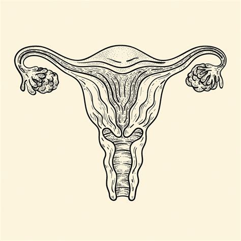 Free Vector | Hand drawn uterus drawing illustration