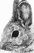 Image result for Baby Rabbit Art