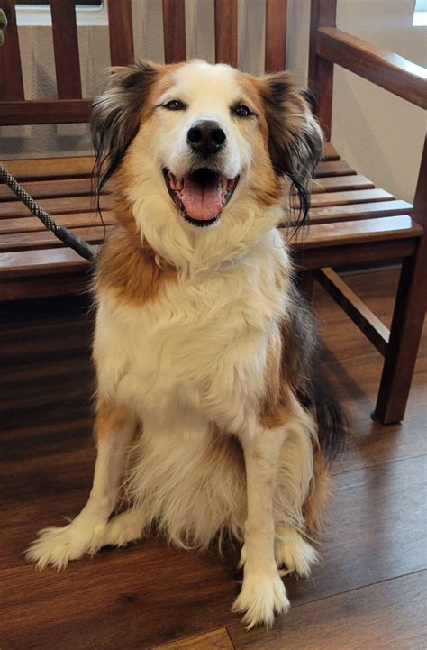 High Plains Veterinary Hospital | Colorado Springs Veterinarians