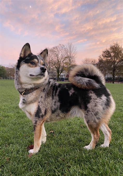 Shiba Inu Pomeranian Mix