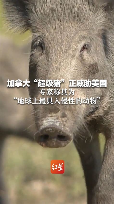 加拿大“超级猪”正威胁美国 专家称其为“地球上最具入侵性的动物”_凤凰网视频_凤凰网