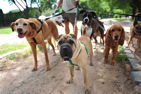 Careers with Animals: 12 Job Options for Animal Lovers