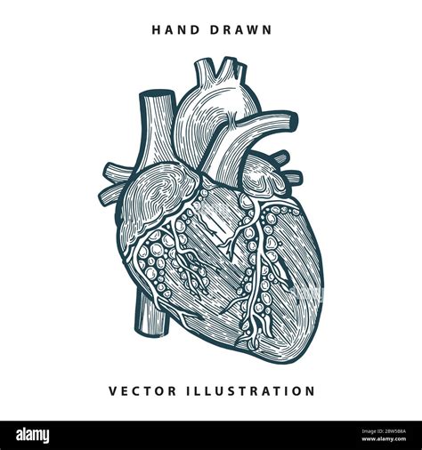 Hand Drawn Human Hearts