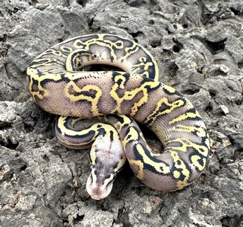 Image result for Leopard Freeway Ball Python