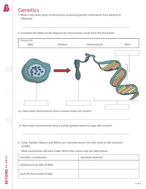Genetics and Inheritance Worksheet 的图像结果