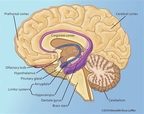 Kuvatulokset haulle what is brain