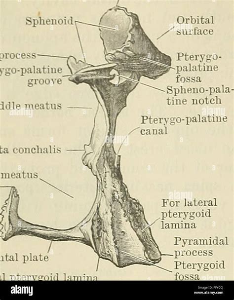 . Cunningham's Text-book of anatomy. Anatomy. 152 OSTEOLOGY. Sphenoid Sphenoidal process ...