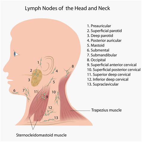 Occipital lymph nodes - lomicoffee