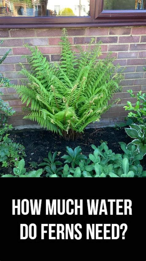 Water ferns – Artofit