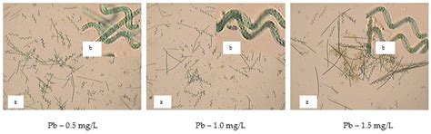 Study of Spirulina platensis (Arthrospira) Development under the Heavy ...
