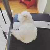 Morbidly obese cat protests underwater treadmill workout in video | Fox ...