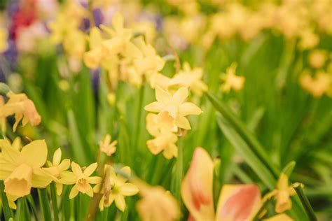 Top 10 Early-Blooming Flowers in Spring Season | Blog - MyFlowerTree