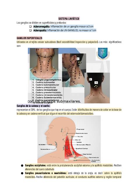 Exploración De Los Ganglios Linfáticos De La Cabeza Y Cuello – COEDD