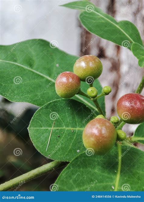 Rauvolfia Tetraphylla is a Plant in the Family Apocynaceae, Growing As a Bush or Small Tree ... - family of rauwolfia