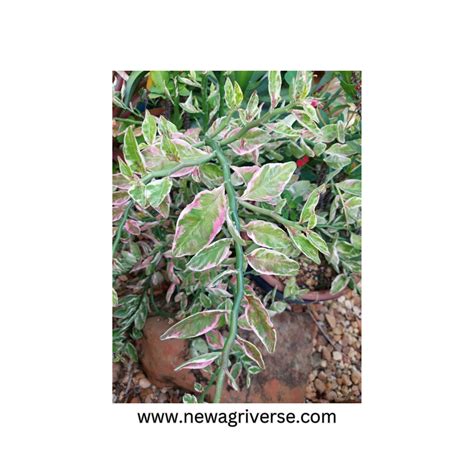 Euphorbia Tithymaloides (Pedilanthus Tithymaloides) 'Karalakam' - Exot ...
