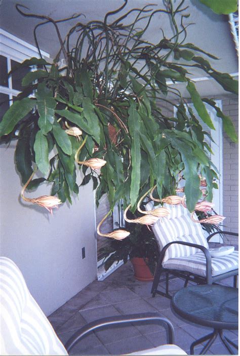 night blooming cereus plant care - Nia Denton