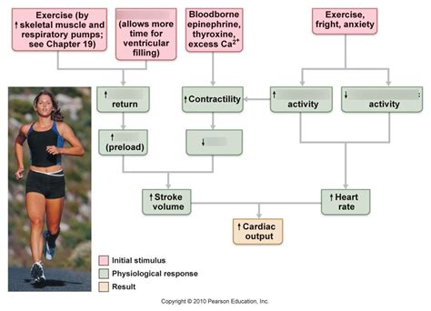 Animation Cardiac Output 的图像结果