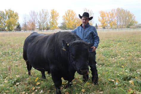 Leachman Cattle shows sheer scale of the US “beef-on-dairy” industry ...