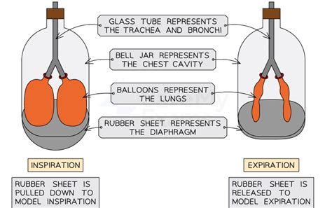 Life Processes in Animals Class 7 Notes Science Chapter 9 Free PDF