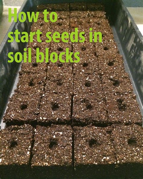 How to start seeds in soil blocks | The Impatient Gardener
