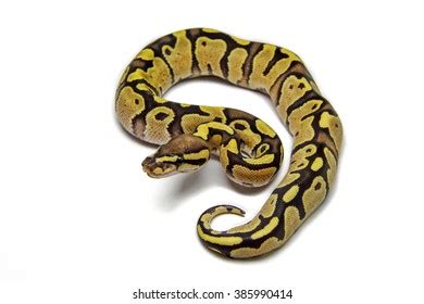 Image result for Royal Ball Python