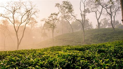 Sreemangal Tea Gardens