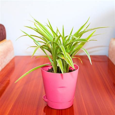 Spider Plant | Indoor Low Light Plant | Refreshing Green Foliage | With ...