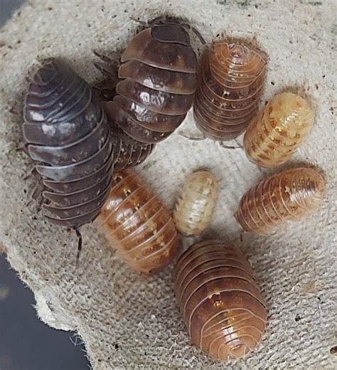 Armadillidium vulgare - The Spider Shop