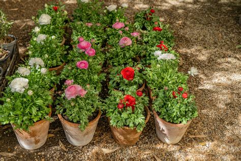 Growing Ranunculus in Pots: A Simple Guide — Meadowlark Journal