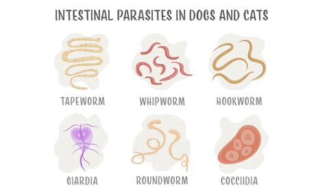 Parasites in Peekapoos - An Overview