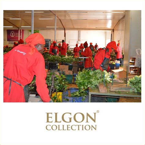 Sebei People: Uganda’s Mount Elgon Dwellers and Female Running Champions