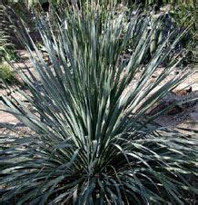Arizona Desert Plants Guide
