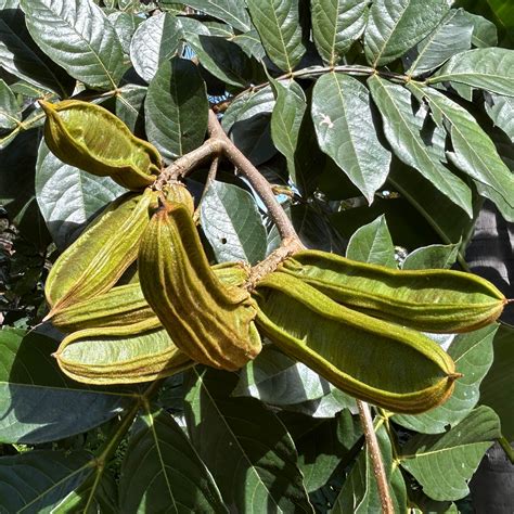 Ice Cream Bean Tree (Inga Edulis) | Tyler Farms