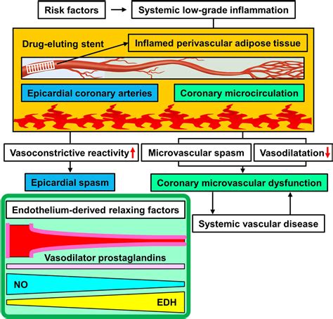 Signs Microvascular Disease at Chris Knox blog