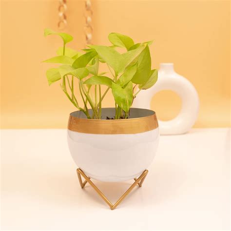 KYARI Adorning Metallic White Round Shape Planter, Design for Indoor ...