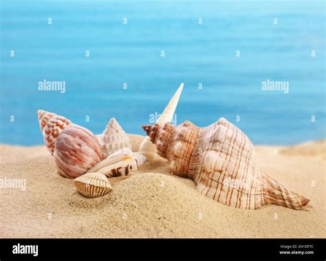 Image result for Amazing Shells