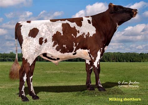 Milking Shorthorn Dairy Cows