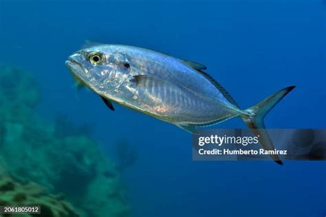 Image result for Blue Runner Fish Speed Video