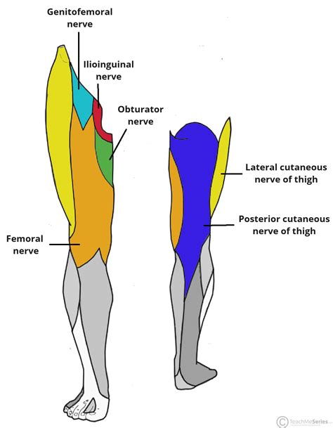 The Cutaneous Innervation of the Lower Limb - TeachMeAnatomy