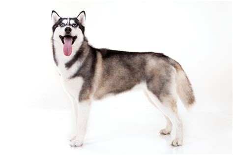 The Ultimate Guide to Siberian Huskies: A Comprehensive Overview