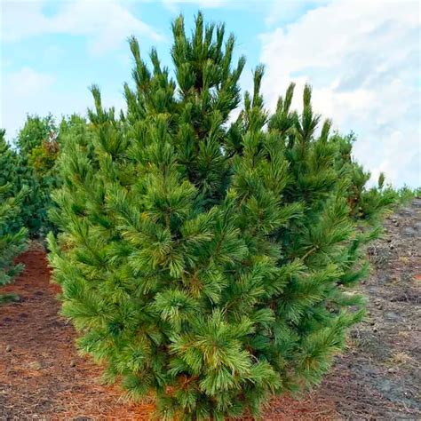 Купить Саженцы Сосны кедровой европейской, 4-х летняя (Pinus cembra) С3 ...